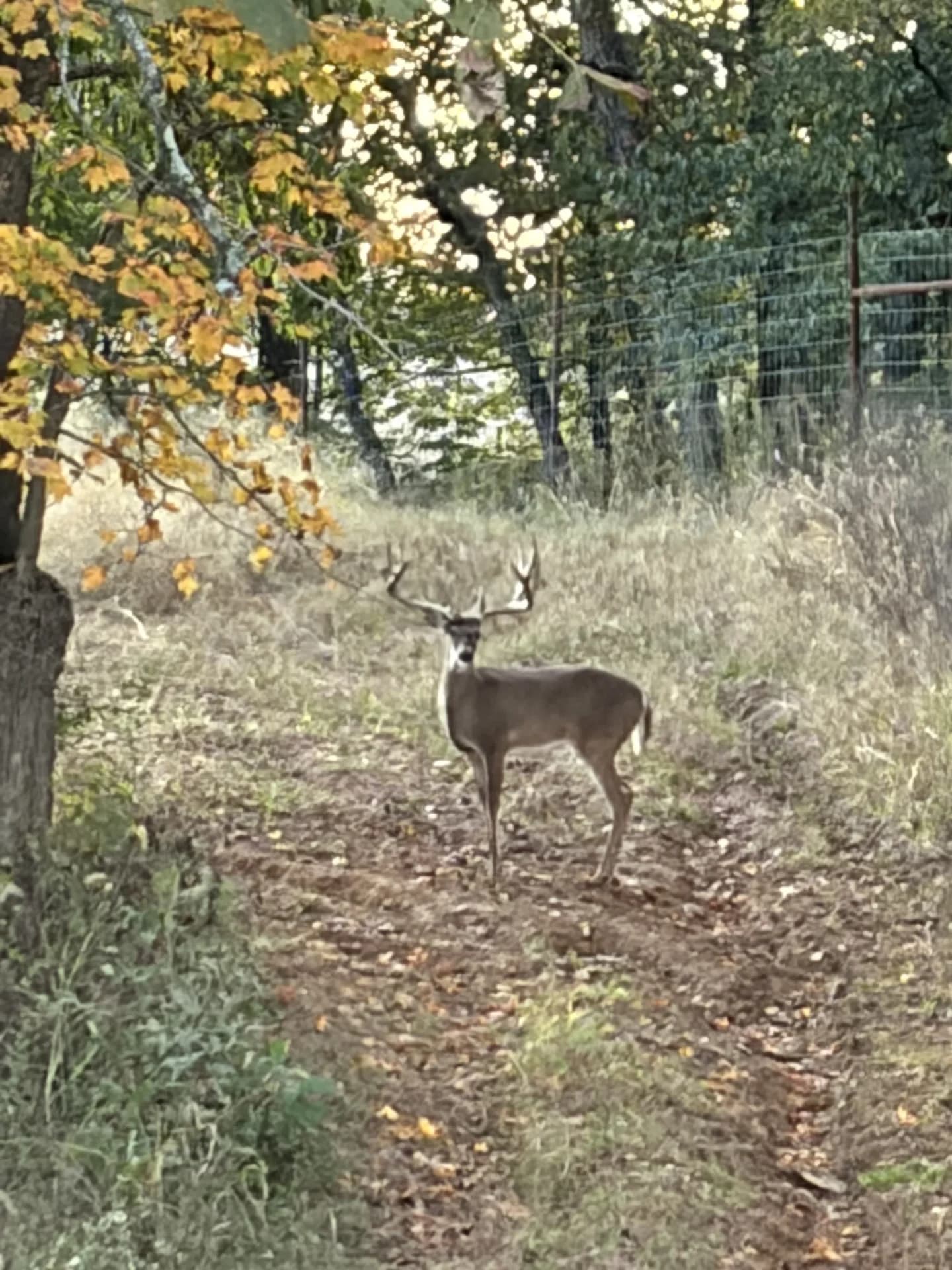 A whitetail buck at the wooded edge of the property