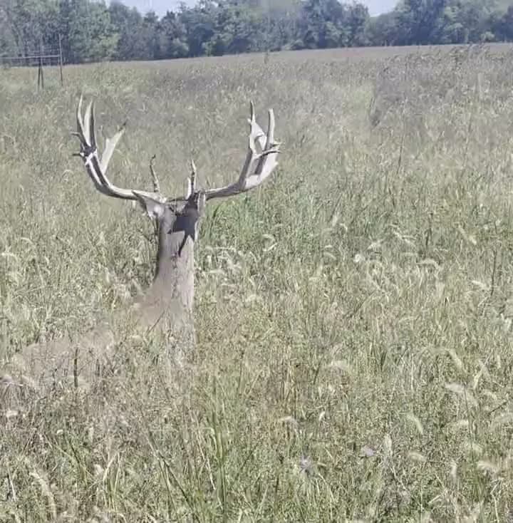 Whitetail buck in the tall grass at the Reserve